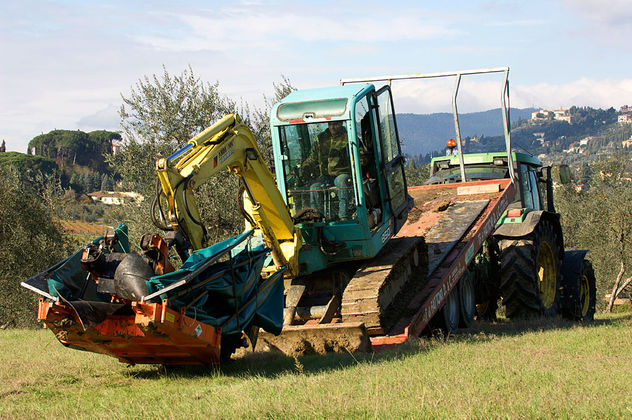 Raccolta delle olive